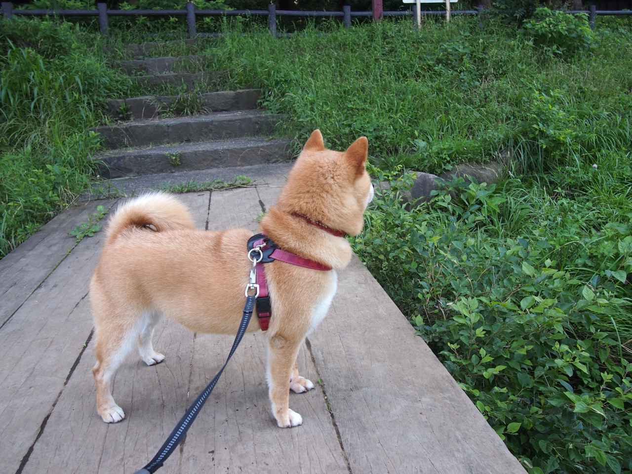 一剑封喉！班凯罗关键时刻连砍11分率灰熊斩落浙江队